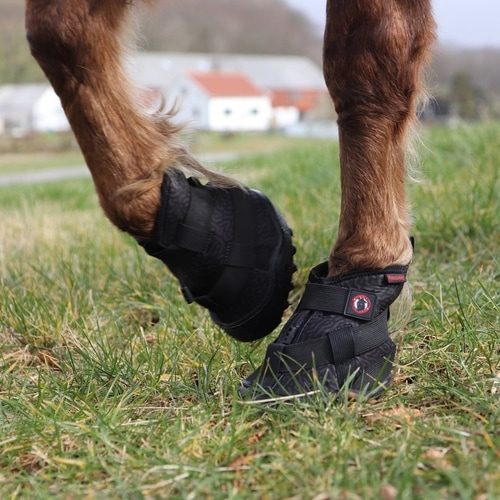 equine fusion boots