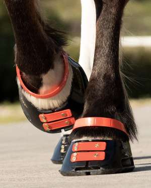 Scoot Boot Front Strap Pack - New Colours - Image 7