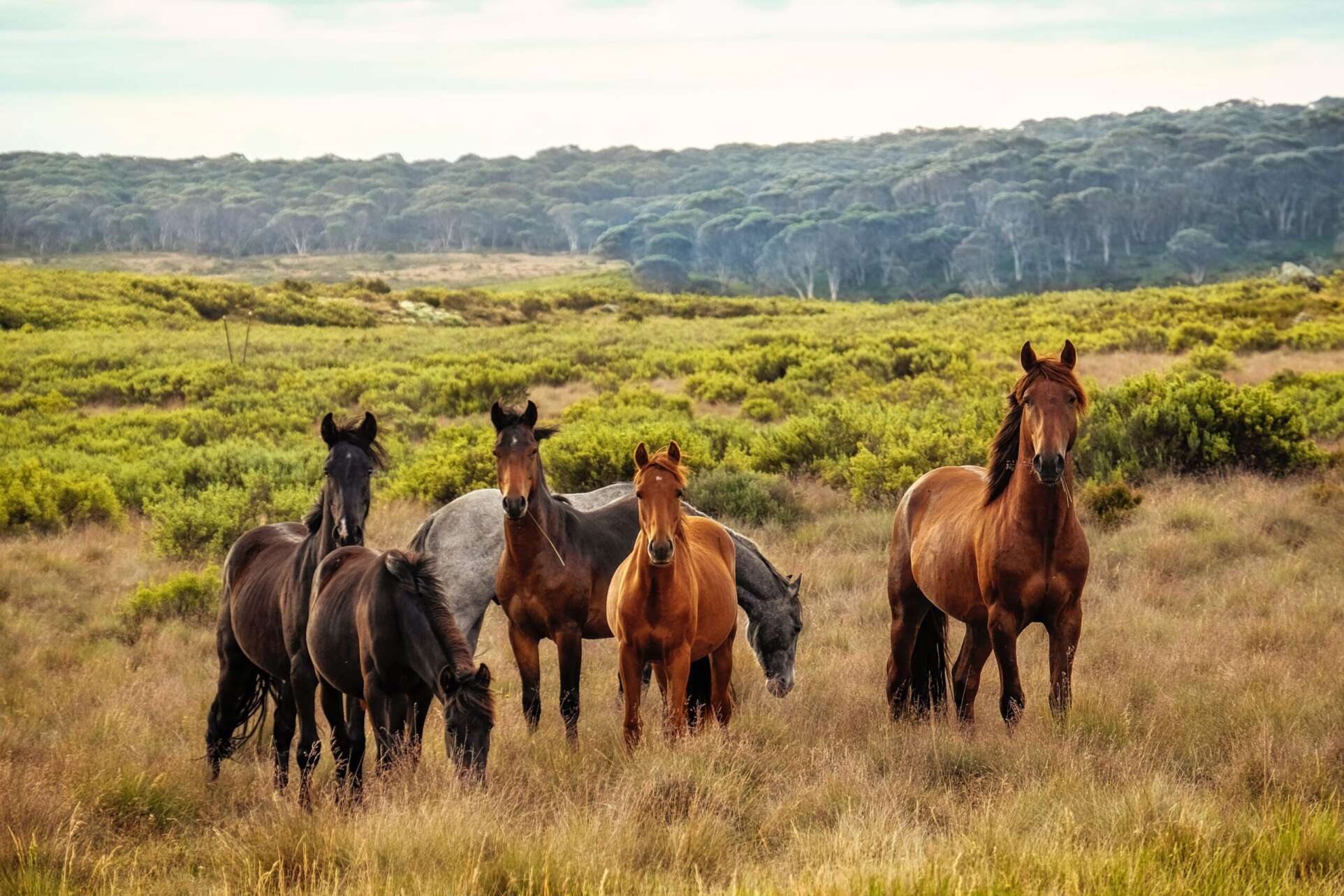 Equine Nutrition Consultation