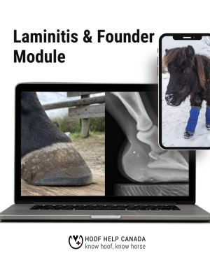 A lateral view of a hoof at ground level and a radiograph of a hoof. Reading Laminitis and Founder Module.
