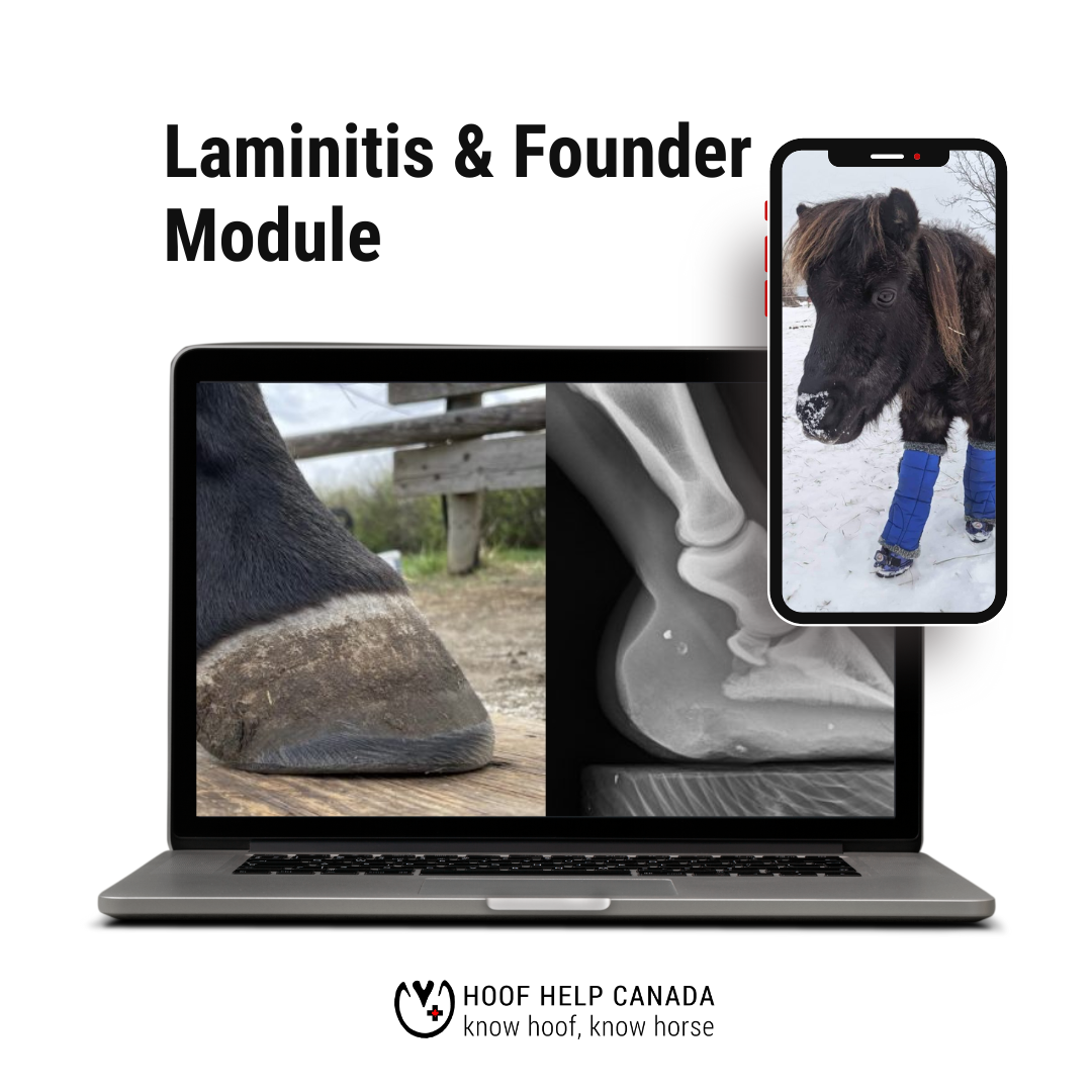 A lateral view of a hoof at ground level and a radiograph of a hoof. Reading Laminitis and Founder Module.