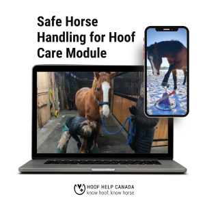 Safe Horse Handling for Hoof Care Module. Horses with their hooves on hoof jacks.