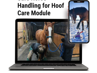 Safe Horse Handling for Hoof Care Module. Horses with their hooves on hoof jacks.