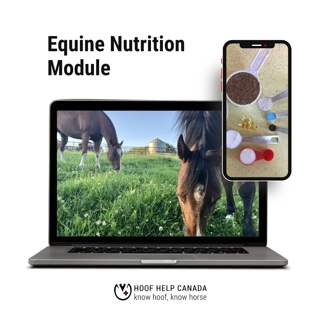 Text Reads Equine Nutrition Module. Computer and phone are showing two horses eating grass and a sampling of supplements