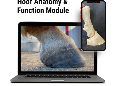 a computer and phone showing photos of a hoof. title reading Hoof Anatomy & Function Module.