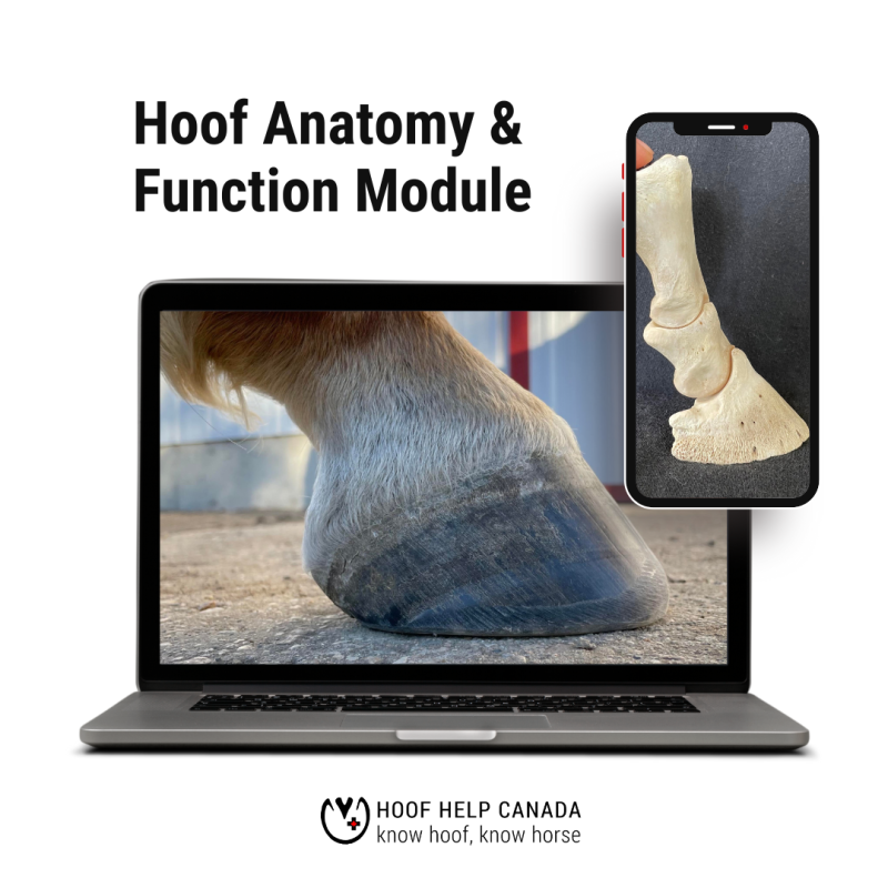 a computer and phone showing photos of a hoof. title reading Hoof Anatomy & Function Module.