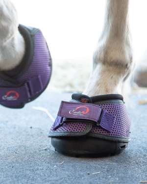 cavallo treks in purple on a horse.