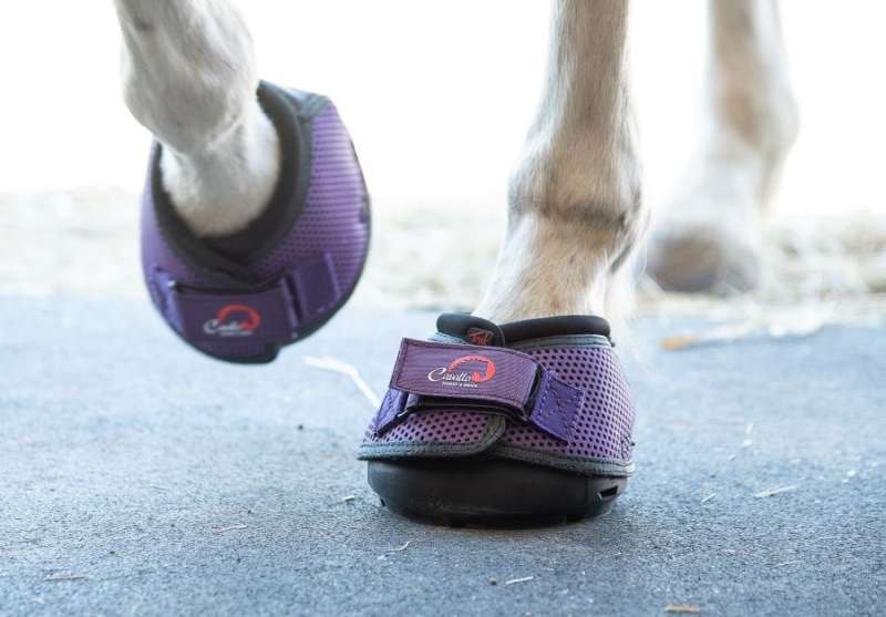 cavallo treks in purple on a horse.